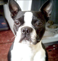 TERRIER DE BOSTON